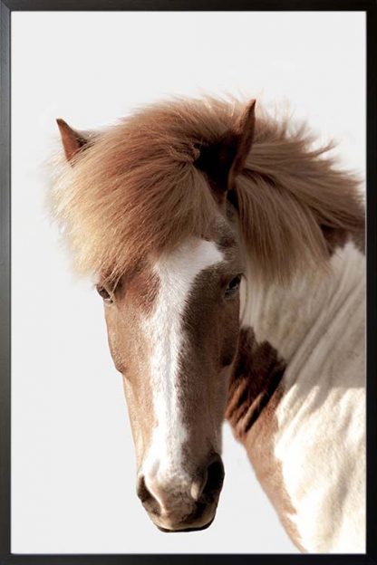 Horse in greyish background poster