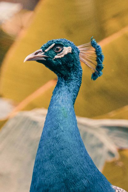 Peacock close up poster