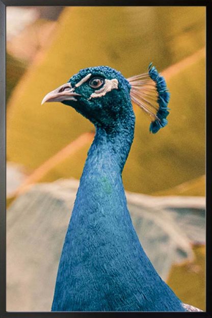 Peacock close up poster