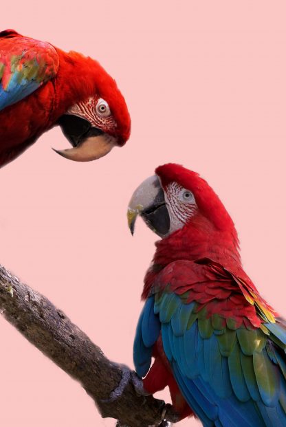 Parrot eye to eye animal poster