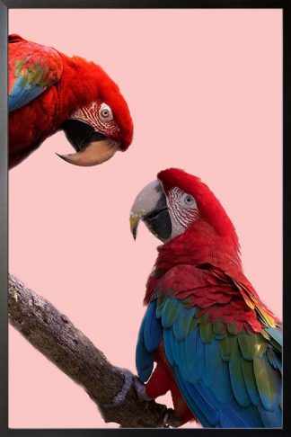 Parrot eye to eye animal poster