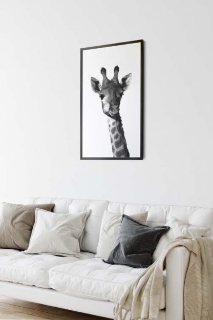 Chewing Giraffe animal poster in interior