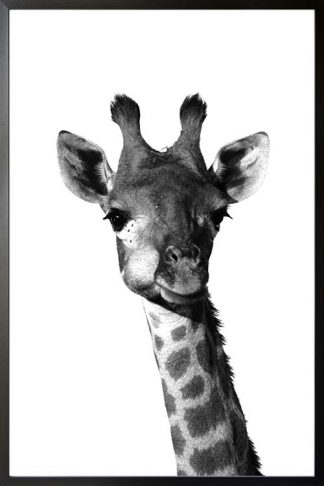Chewing Giraffe animal poster