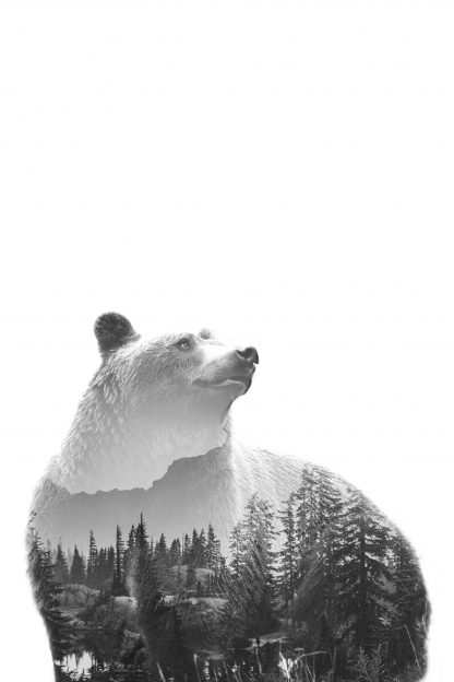 Bear Forest poster