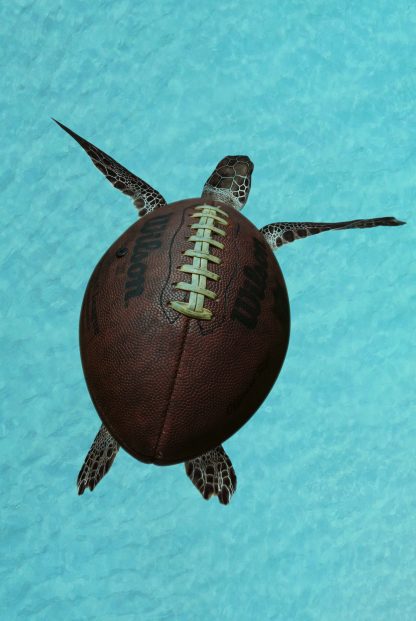 Turtle ball animal poster