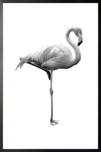 Black and white flamingo poster