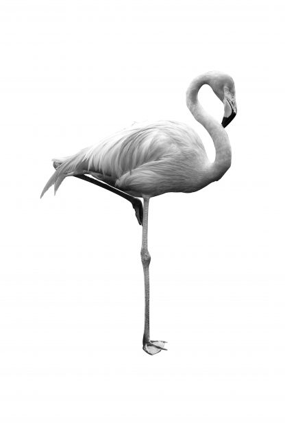 Black and white flamingo poster