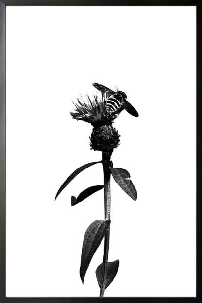 Bee on flower black and white poster