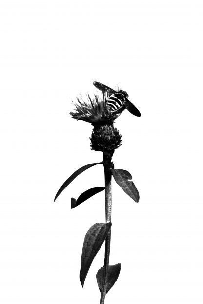 Bee on flower black and white poster