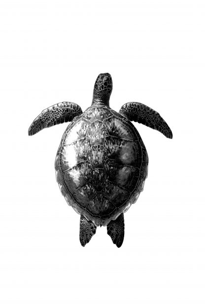 Turtle dive black and white poster