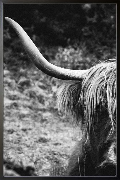 Highland Cow black and white poster