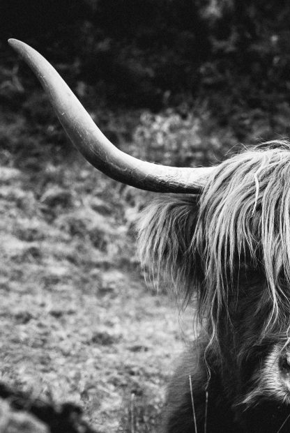 Highland Cow black and white poster