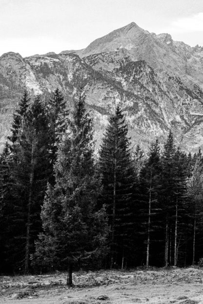 Pine tree and mountain no. 1 photography poster