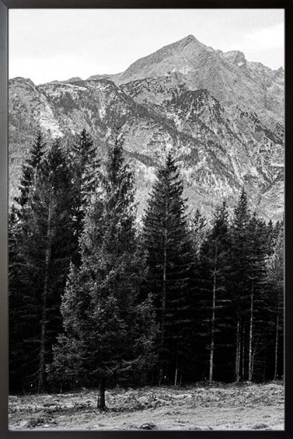 Pine tree and mountain no. 1 photography poster