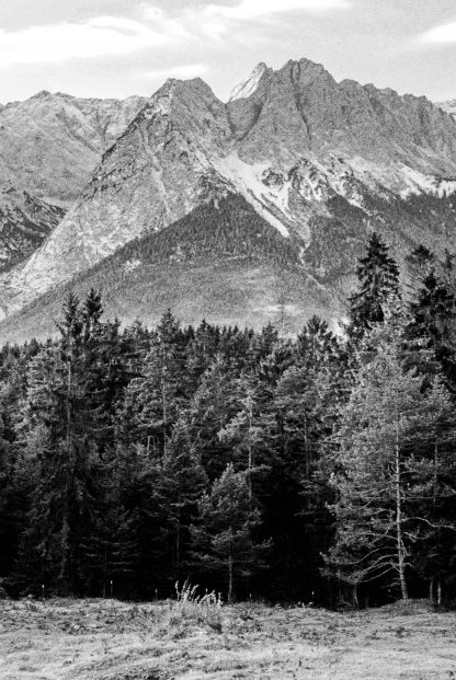 Pine tree and mountain no. 2 photography poster