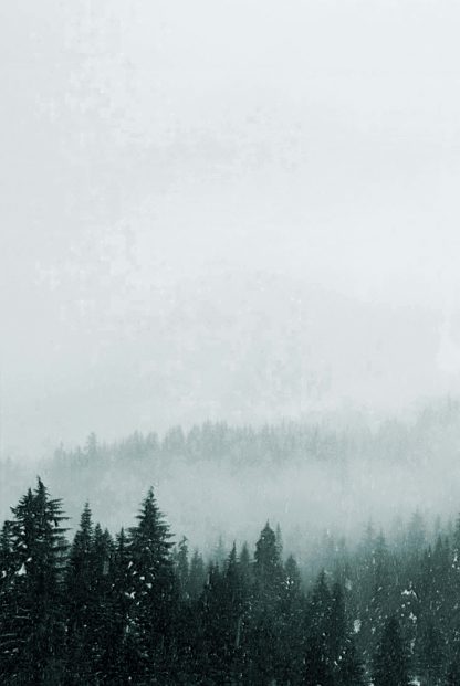 Foggy mountain and pine trees no. 1 photography poster