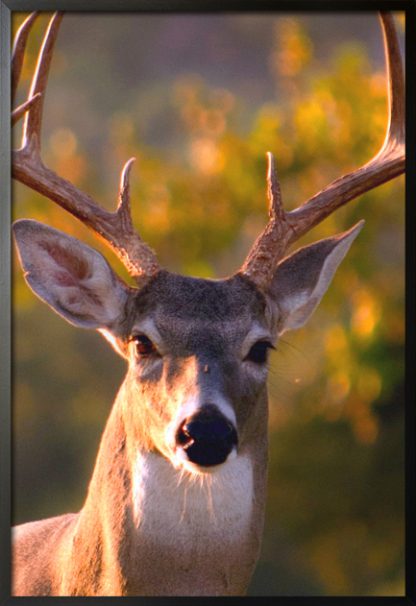 Deer front view poster with frame