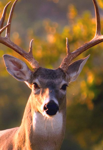 Deer front view poster