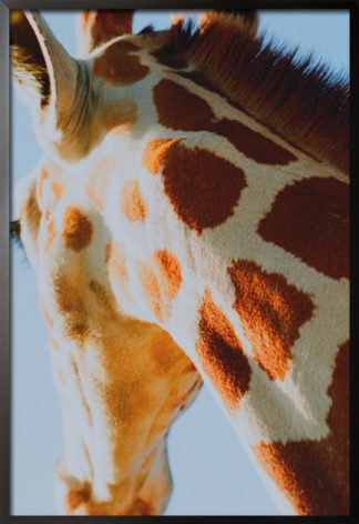 Giraffe Back side view poster with frame