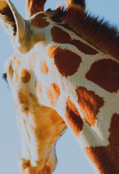 Giraffe Back side view