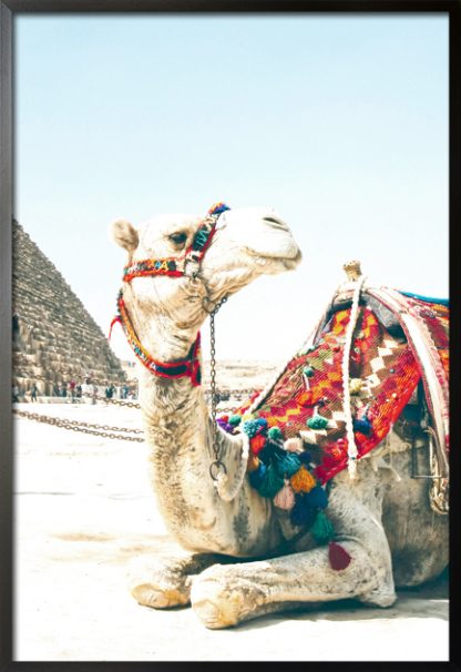 Travel camel poster with frame