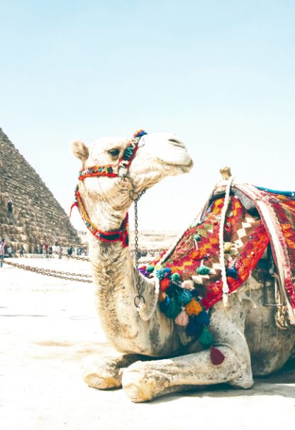 Travel camel poster