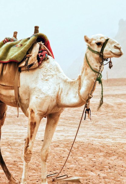 Travel camel stand up poster from artdesign