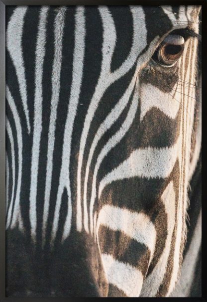 Zebra facial view poster with frame