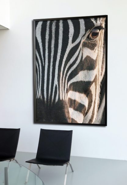 Zebra facial view poster in interior