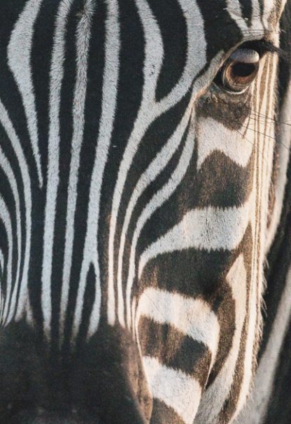 Zebra facial view poster from artdesign