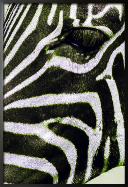 Zebra side facial view poster with frame