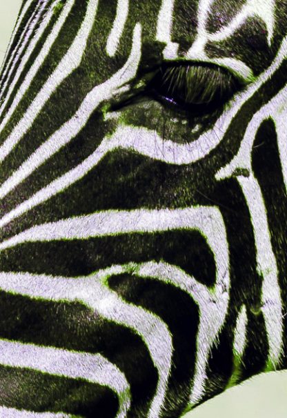 Zebra side facial view poster