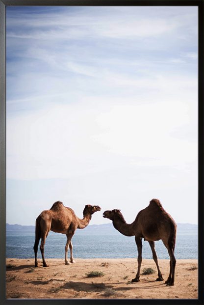 camel couple Poster