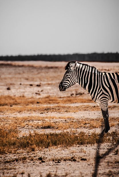 Half body zebra Poster