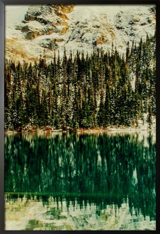 Pine tree forest reflected poster with frame