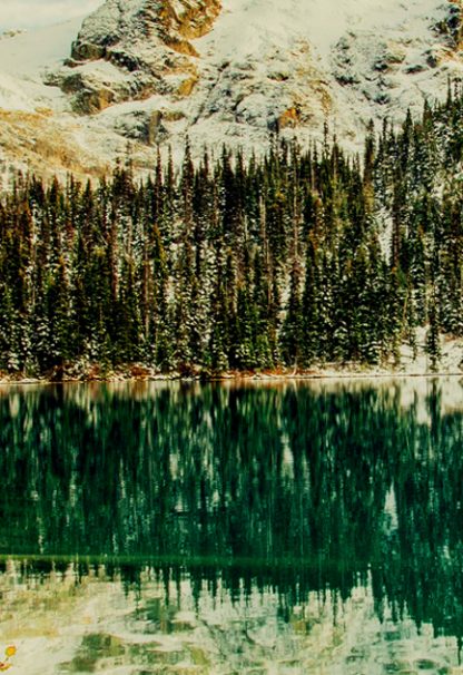 Pine tree forest reflected poster