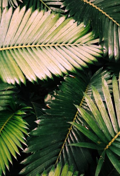 Aesthetic rainforest leaves poster