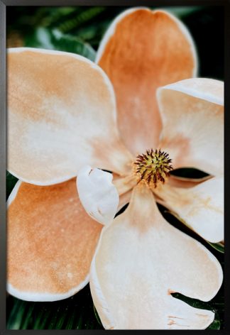 Magnolias flower poster with frame