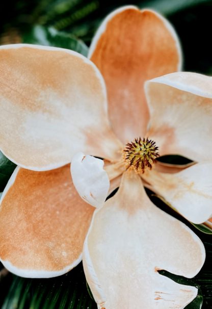 Magnolias flower poster