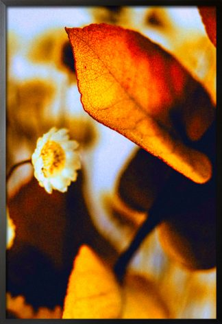 Little flower and leaf poster with frame