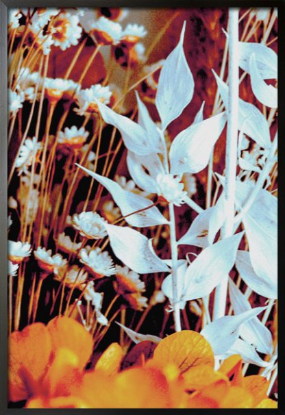 White lilies poster with frame