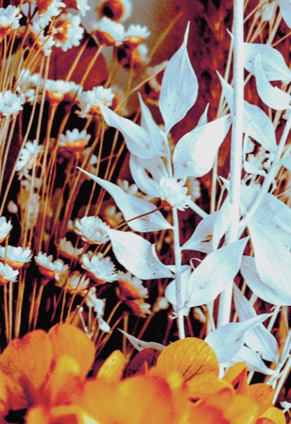 White lilies poster