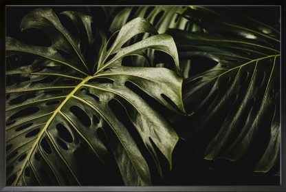 Tropical Leaf awesome photo Poster