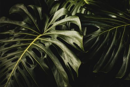 Tropical Leaf awesome photo Poster