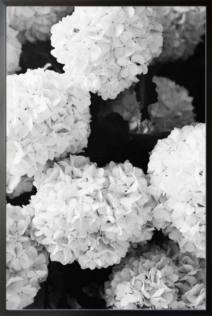 Black and white hydrangea Poster