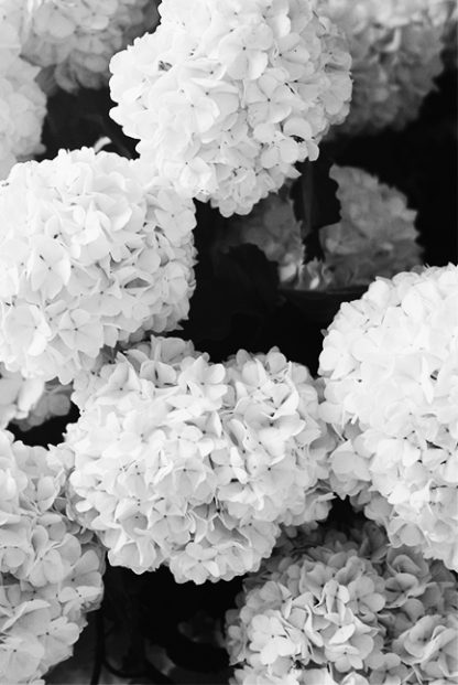 Black and white hydrangea Poster