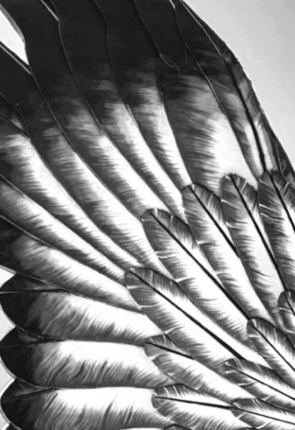 Black and white feather spread poster