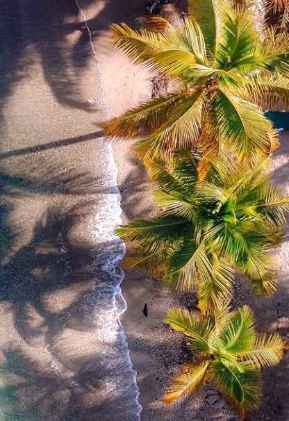 Aerial beach with vibrant trees poster