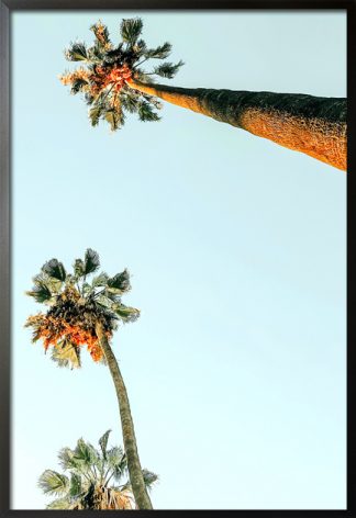 Tall Coconut trees poster with frame