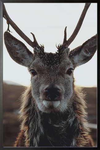 Deer front view 2 Poster in a black frame